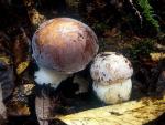 Boletus aereus: Boletus regineus - fungi species list A Z